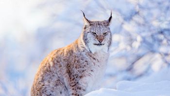 Lince avvistata in Piemonte