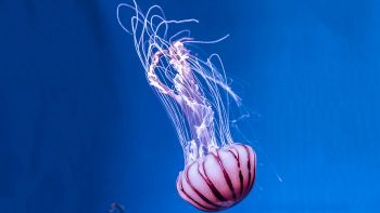 Perché le meduse sono stressate?