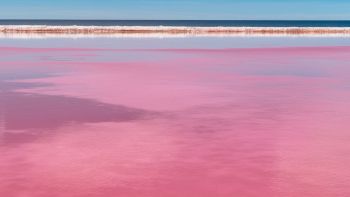 Uno stagno alle Hawaii è diventato rosa