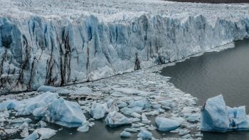 Studio sui polpi antartici rivela qualcosa sulla calotta glaciale