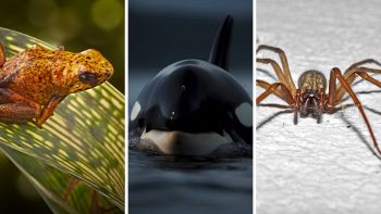 Animali: 7 comportamenti insoliti