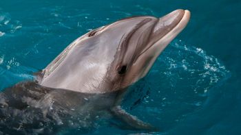 Esperimento dimostra che i delfini possono percepire campi elettrici