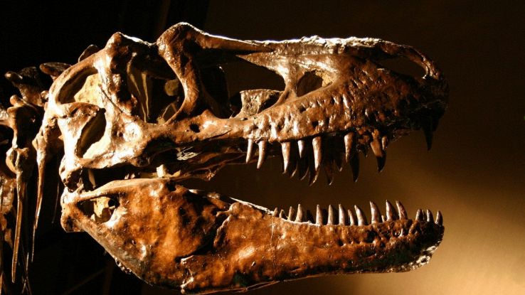 Fossile di tirannosauro