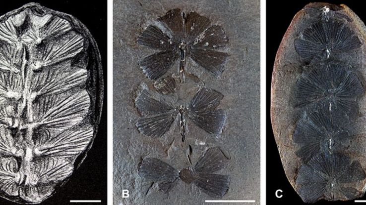 Fossili di tartaruge preistoriche