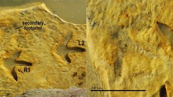 Trovate impronte di moa risalenti a quasi 4 milioni di anni fa