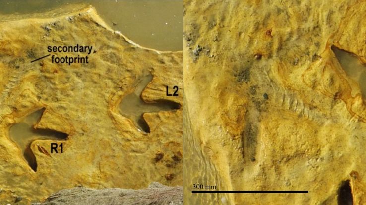 Trovate impronte di moa risalenti a quasi 4 milioni di anni fa