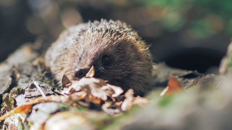 Prima specie di riccio scoperta nella Cina orientale