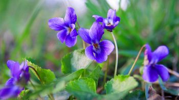 Strana evoluzione dei fiori