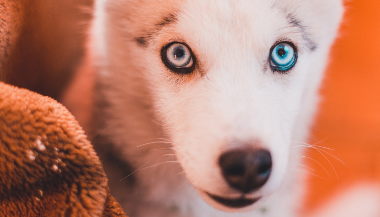Come gli umani potrebbero aver influenzato il colore degli occhi nei cani