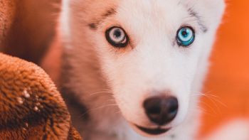 L'uomo potrebbe aver influenzato il colore degli occhi nei cani