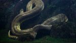 Il serpente più grande del mondo