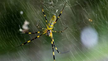 I ragni Joro in città