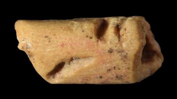 Piccola perla di osso, la più antica mai trovata
