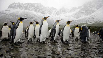 Pinguini in Antartide