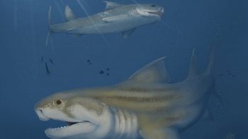 Scoperte due nuove specie di squalo risalenti a 300 milioni di anni fa