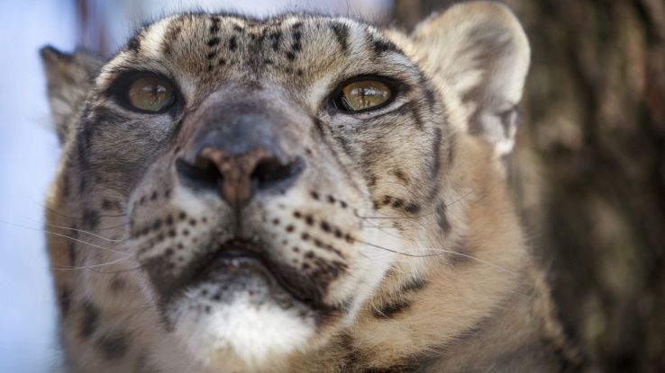 Leopardo delle nevi