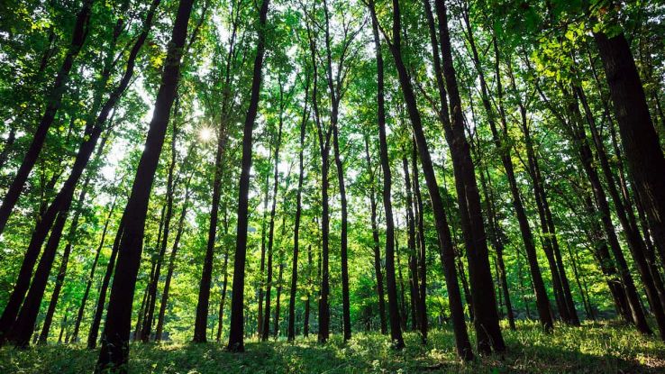 Foreste
