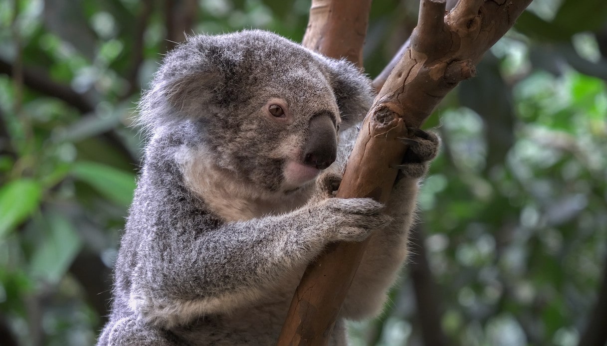 perch-i-koala-sono-in-pericolo