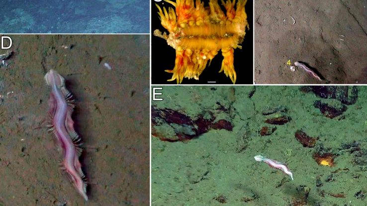 Scoperta nuova specie di verme marino che vive negli abissi profondi
