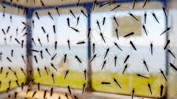 Brasile, via al piano anti-dengue