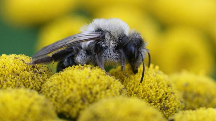 Nuova specie di calabrone