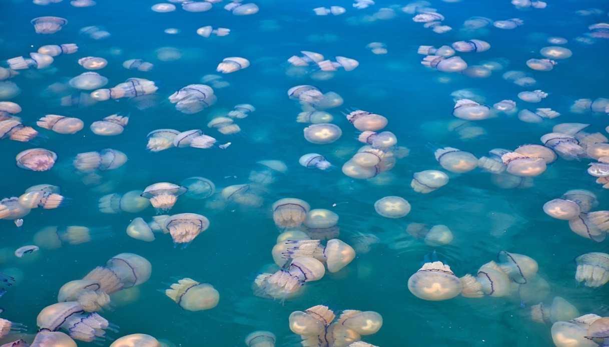 En Venezuela las costas fueron invadidas por un inusual enjambre de medusas: ¿qué pasó?
