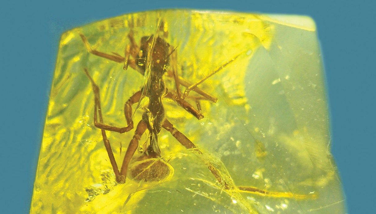 Nuova Specie 2024 Ragno Australia, Scoperte 50 Nuove Specie Di Ragni