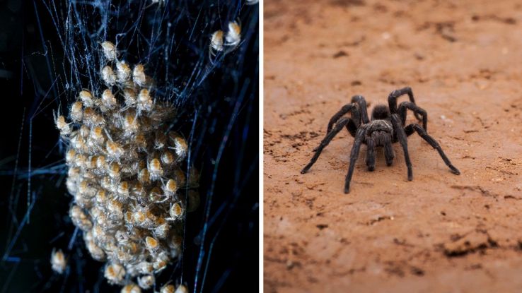 Nuova specie di salto esotico