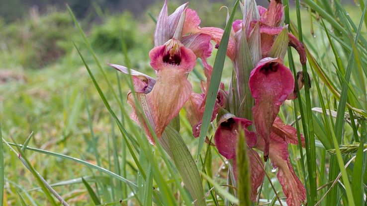 Una rara orchidea