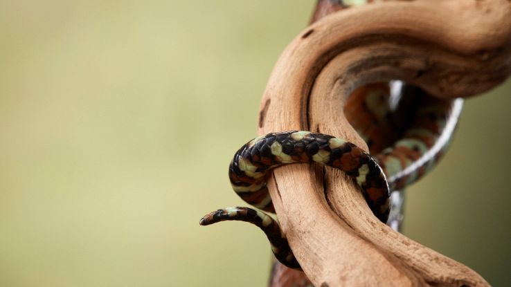 Serpenti dell'Europa sud orientale