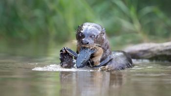 Lontra di mare