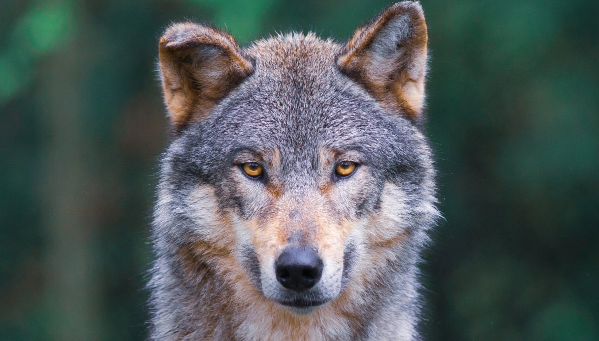 A parasite influences wolf habits: what we all know