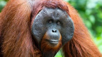Gli scienziati osservano per la prima volta un orango che si automedica