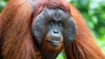 Gli scienziati osservano per la prima volta un orango che si automedica