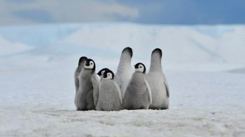 Pinguini in pericolo