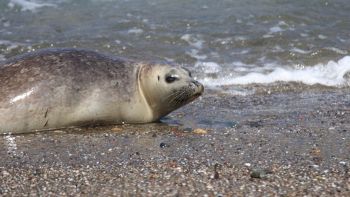 Una foca in Sicilia