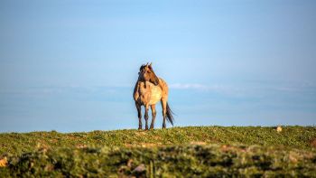 Cavallo selvaggio