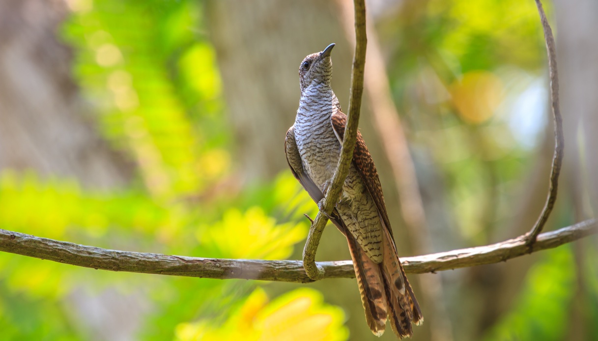 El cuco está evolucionando y dando origen a nuevas especies nunca antes vistas