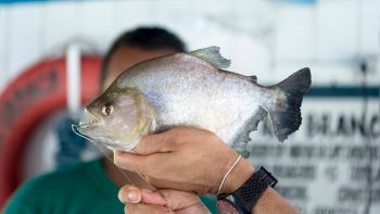 Nuova specie di piranha