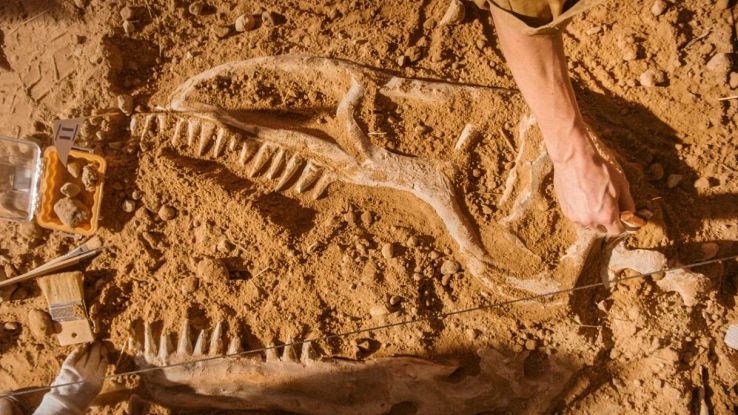Giovane T. rex scoperto da tre bambini