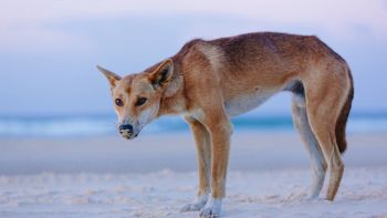 Nuova ricerca sul DNA del dingo australiano