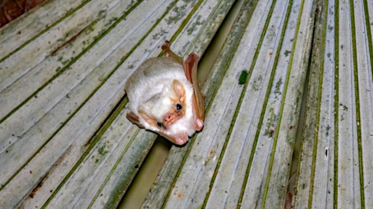 Avvistato un raro esemplare di Diclidurus albus, il pipistrello fantasma