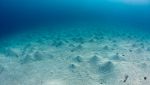 Perché le razze spostano tonnellate di sabbia sul fondale marino