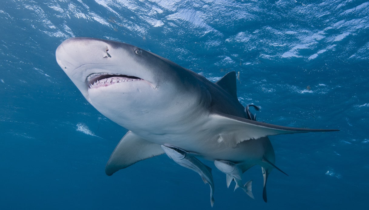 Los tiburones evolucionaron a medida que los mares se calentaron y se descubrieron