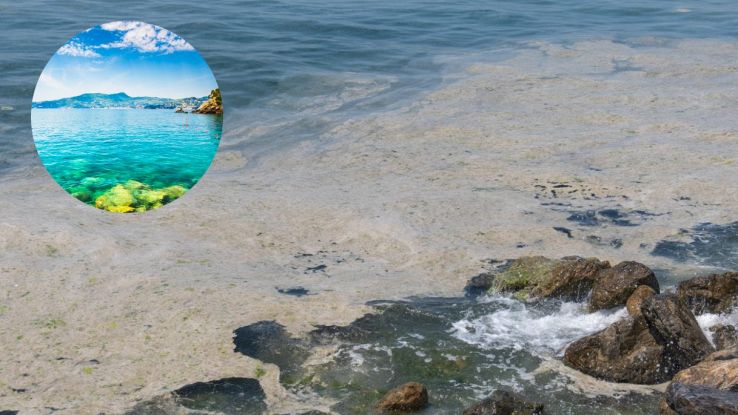 Mucillagine nell'Area marina protetta di Portofino