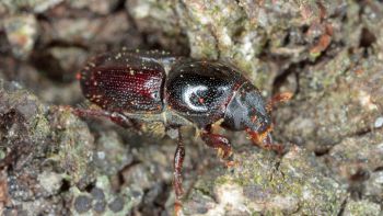 Scarabeo della corteccia (nella foto esemplare di Scolytus mali)