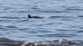 La vaquita sempre più vicina all'estinzione