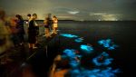 Alghe bioluminescenti