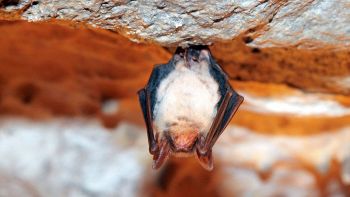 Fungo letale per i pipistrelli