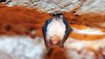 Fungo letale per i pipistrelli